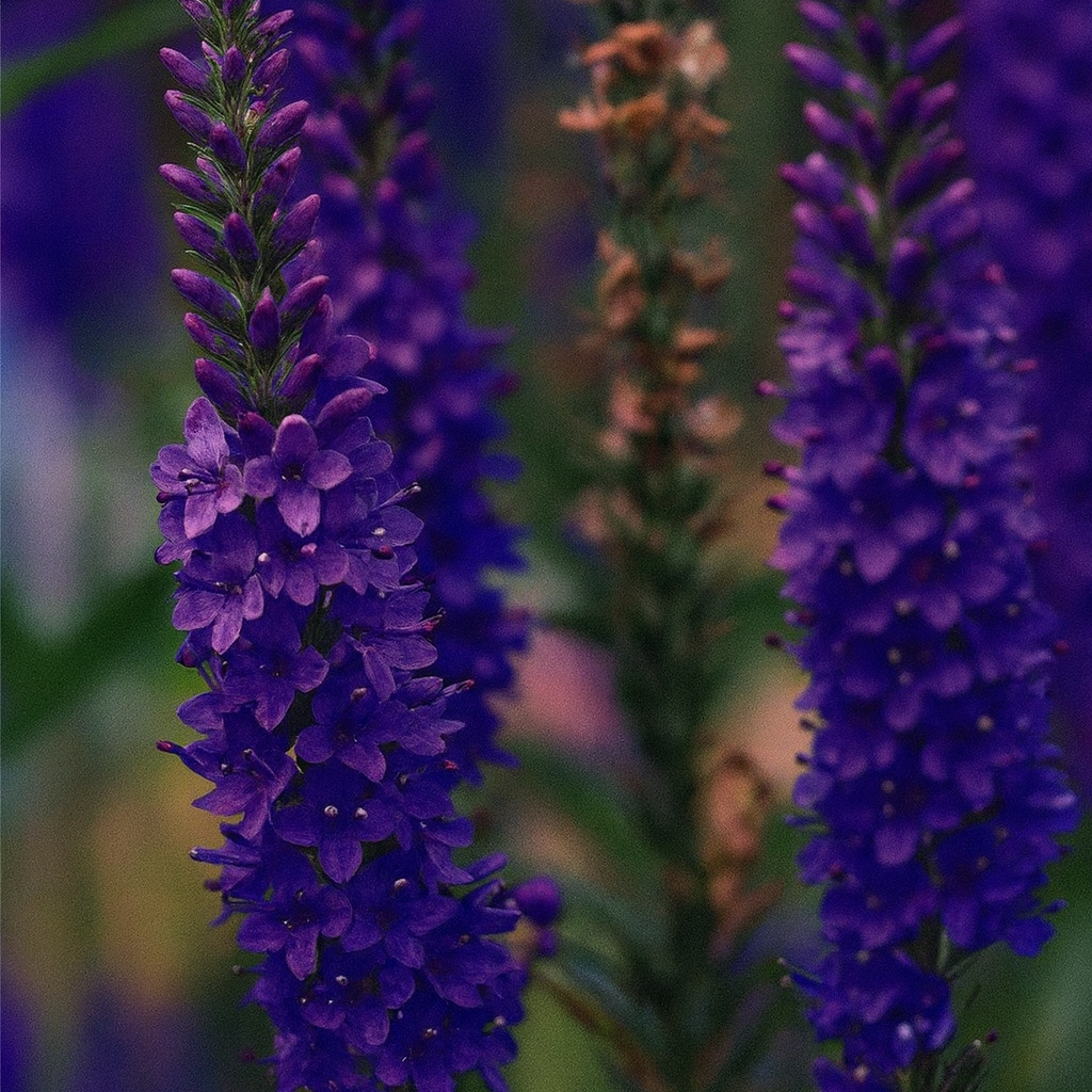Veronica Grandis 2 E1760265104739