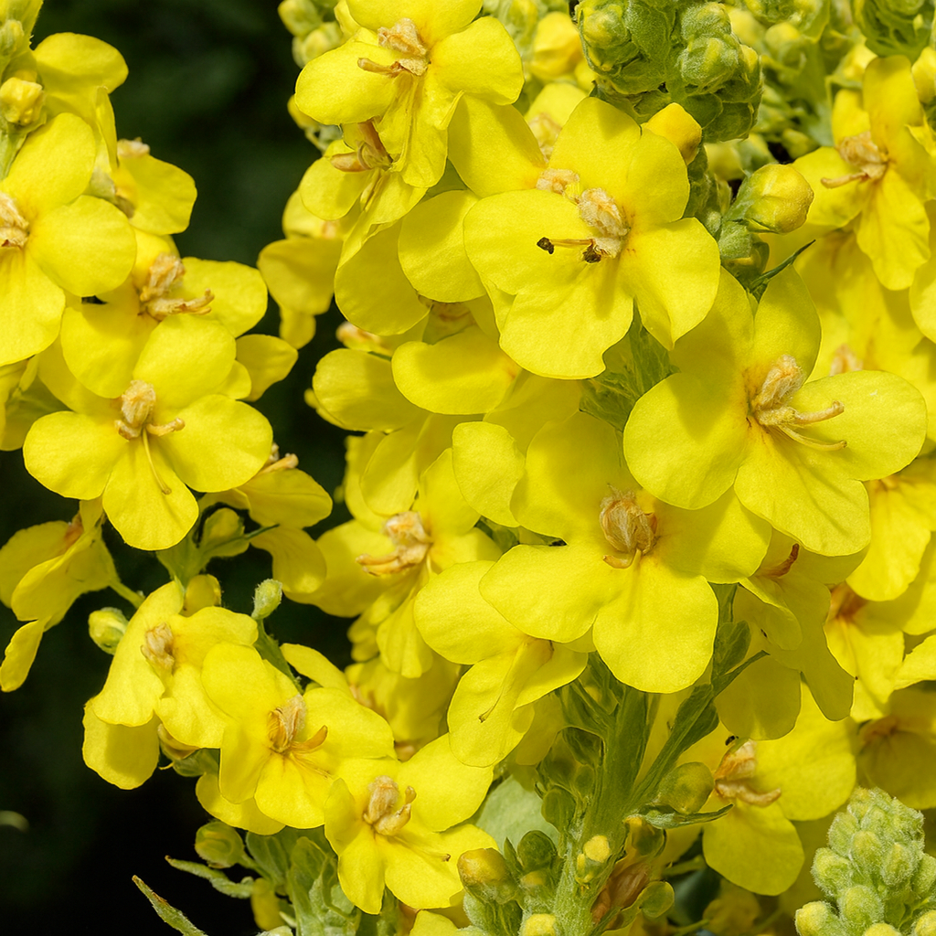 Verbascum Thapsus
