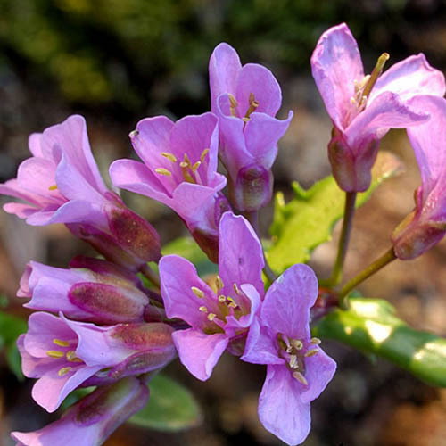 Arabis Rosea
