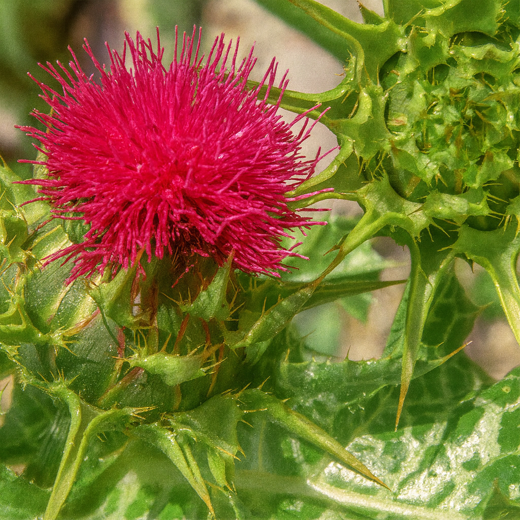 Silybum Marianum