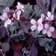 Arabis Cyprium
