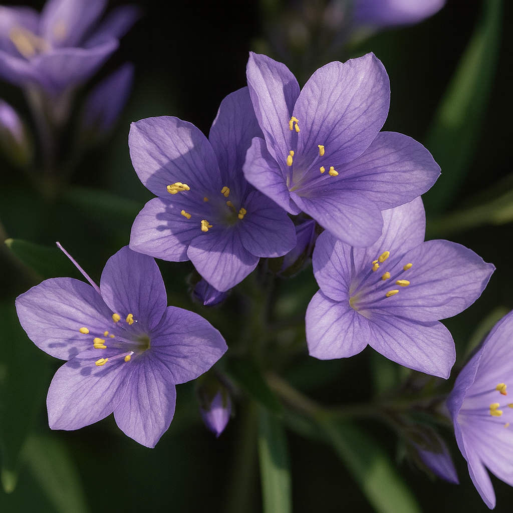 Polemonium Pulcherrimum