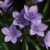 Polemonium Pulcherrimum