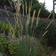 Pennisetum Macrourum