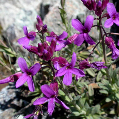 Arabis Koehleri