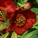 Paeonia Delavayi
