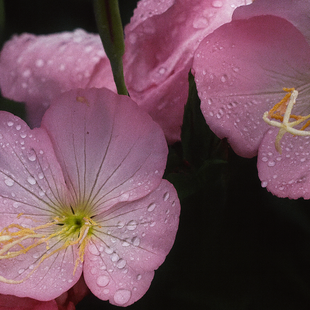 Oenothera Copper Canyon E1760263805562