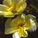 Oenothera Apricot Delight