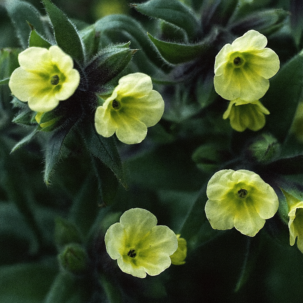 Nonea Lutea