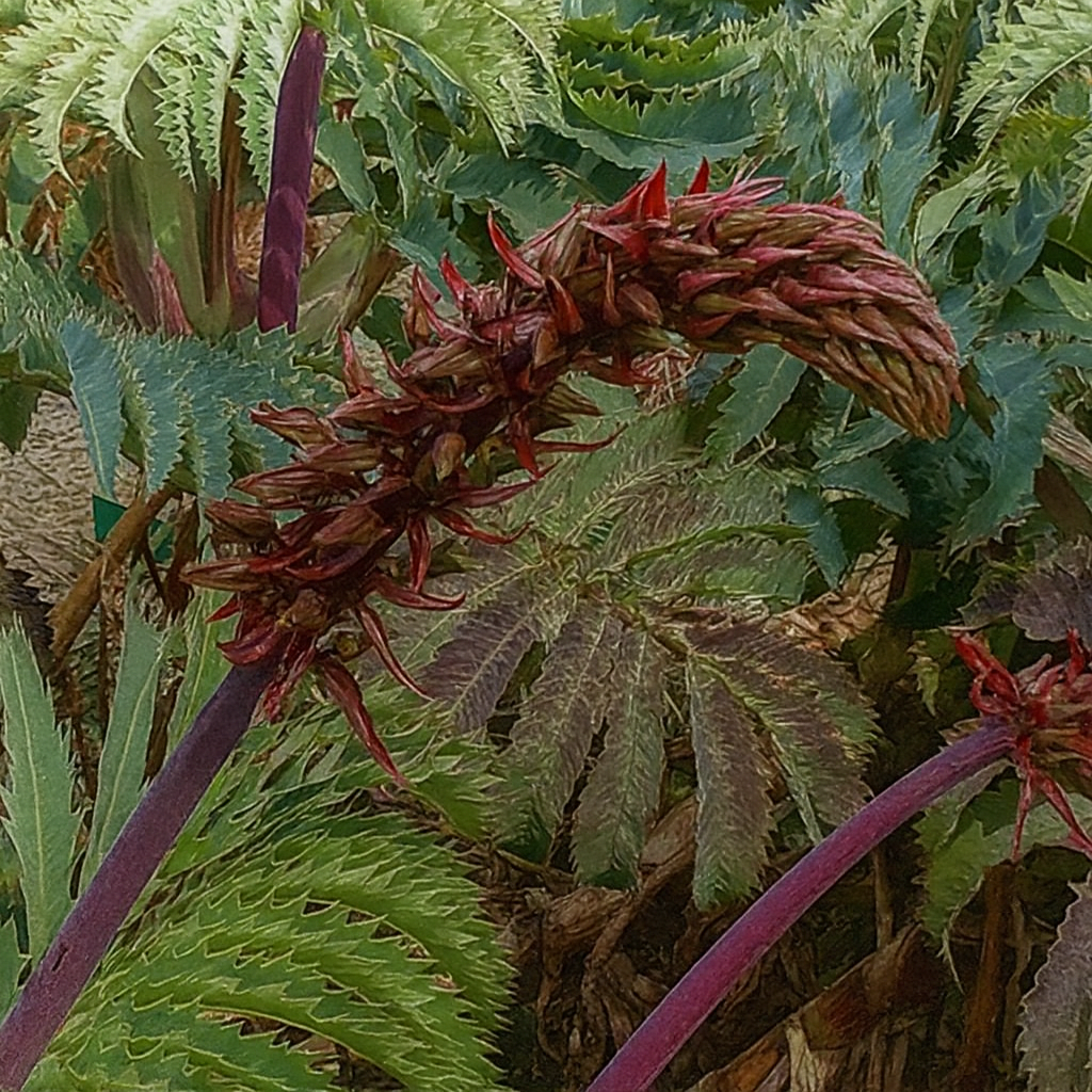 Melianthus Major