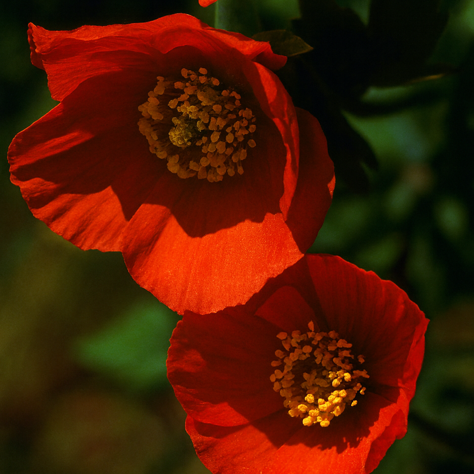 Meconopsis Camb Francis Perry E1760263163227