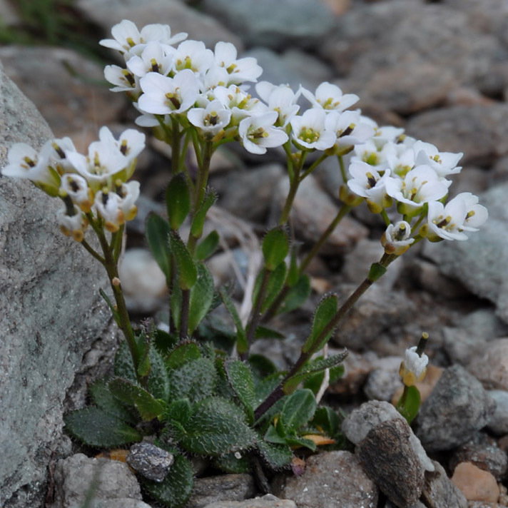 Arabis Pumilla