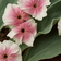 Lychnis Coronaria Angel Blush E1760262987813