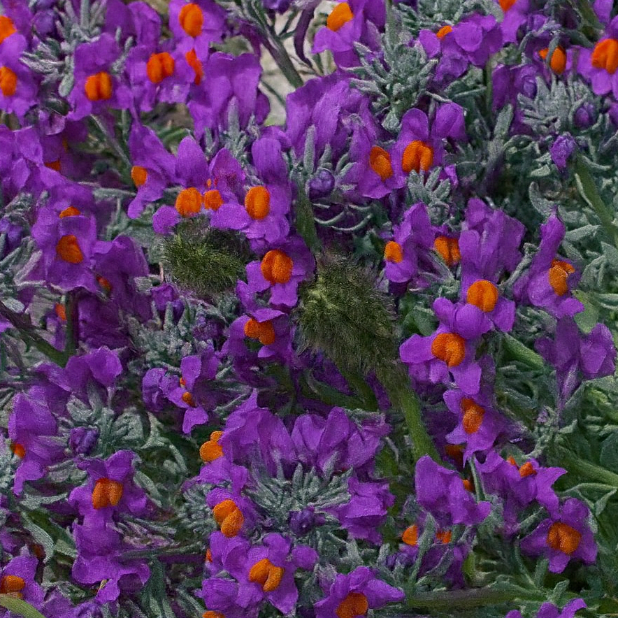Linaria Alpinia