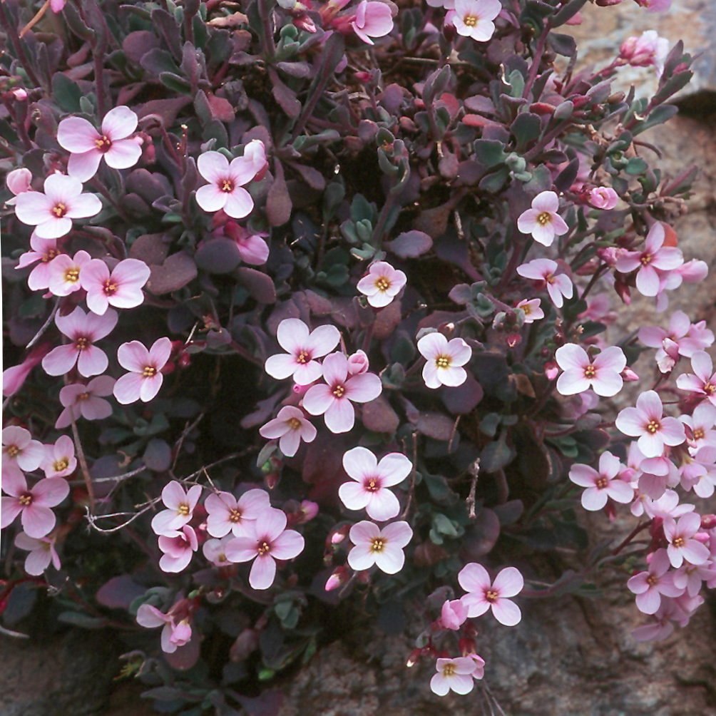 Arabis Purpurea