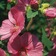Lavatera Pink E1760262429383