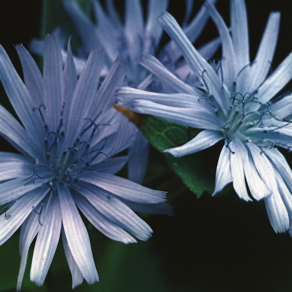 Lactuca Plumeri