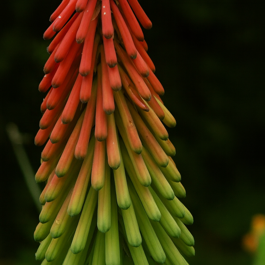 Kniphofia Ritualis