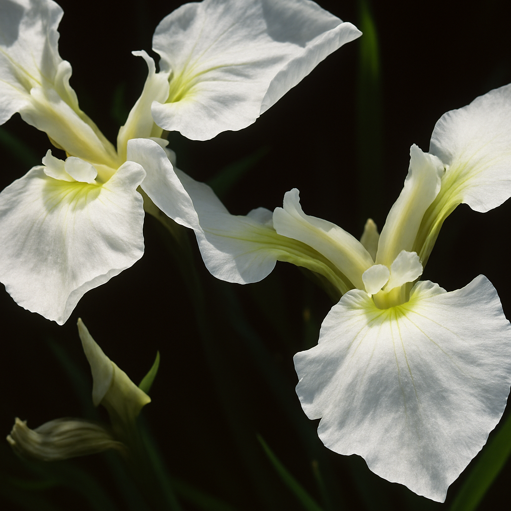 Iris Setosa Alba