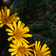 Hieracium Chocolate Dip