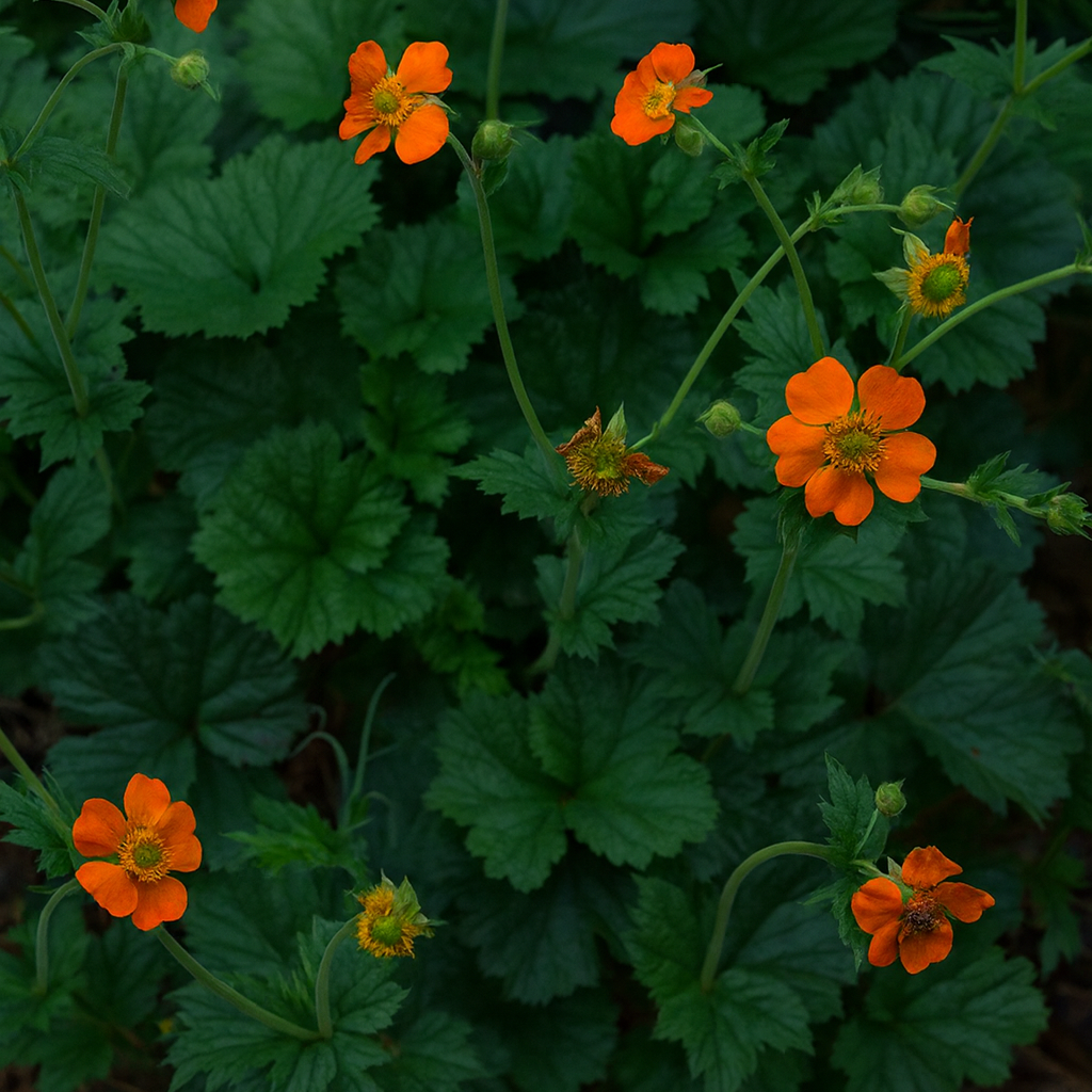 Geum Magellanica E1760261218393