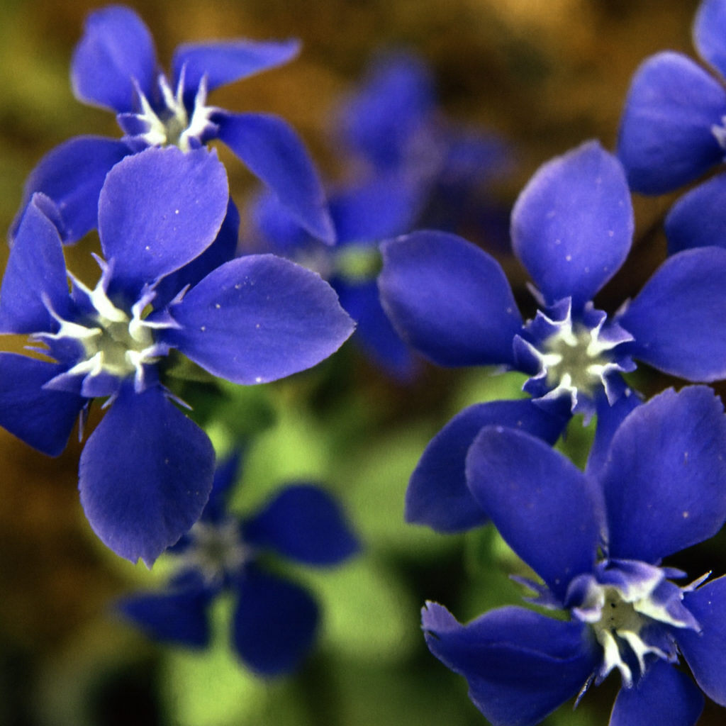 Gentiana Verna