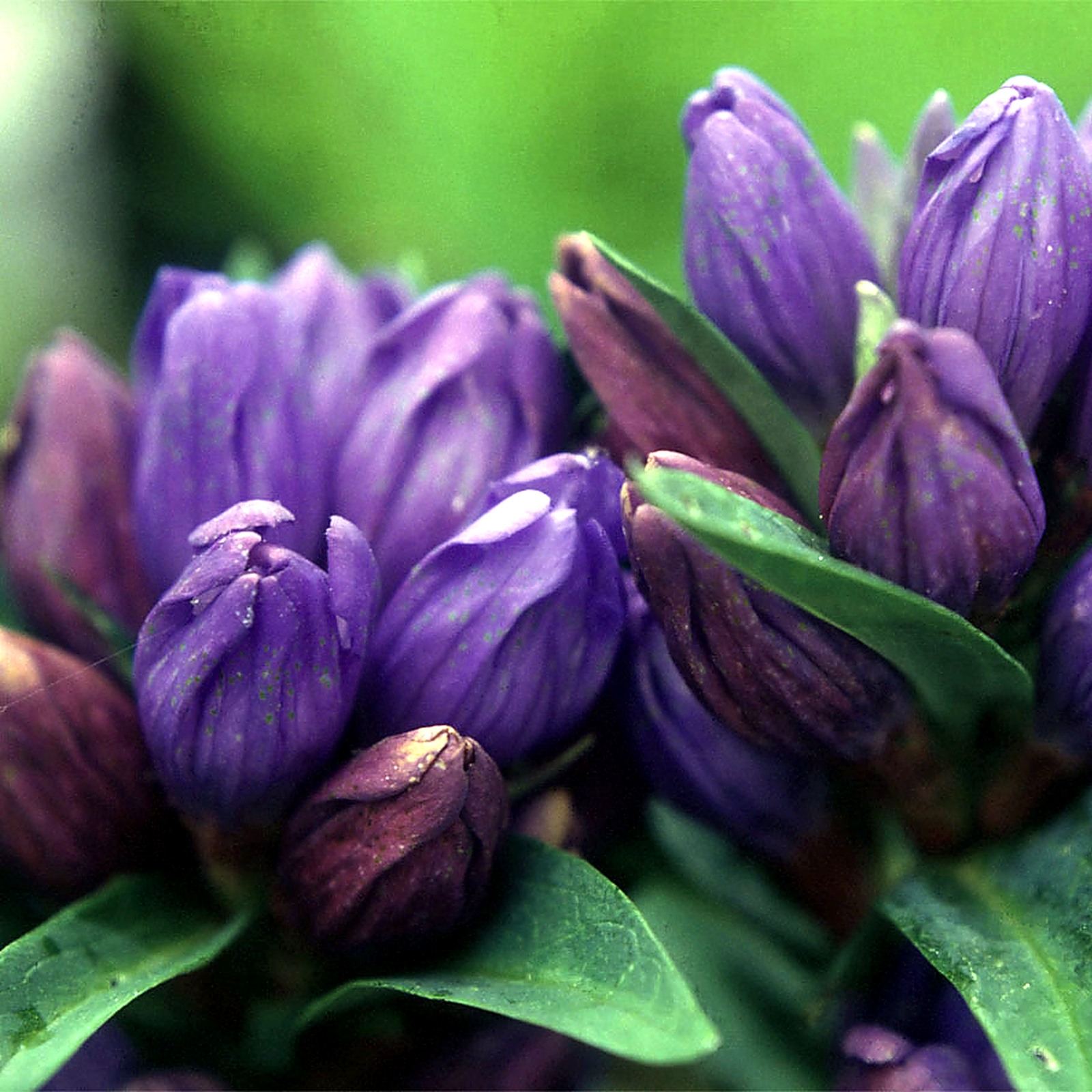 Gentiana Triflora