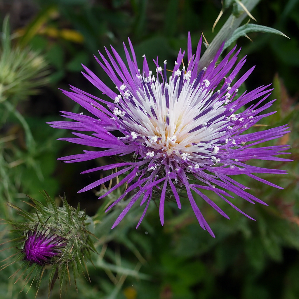 Galactities Tomentosa