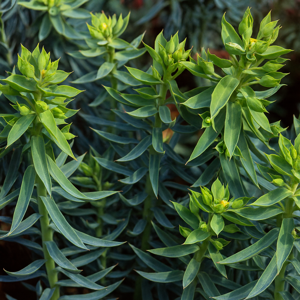 Euphorbia Roses Suprise