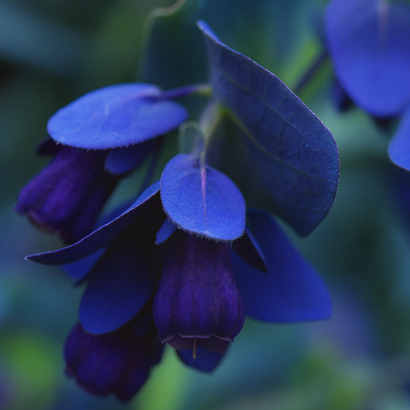 Cerinthe Major Purpurescens E1760259912147