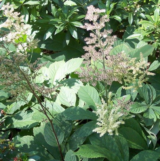 Rodgersia Aesculifolia E1759933428655