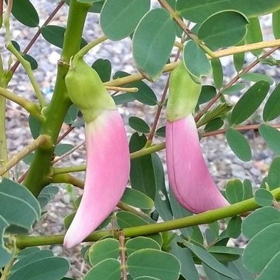 Sesbania Grandiflora Pink E1759934871708
