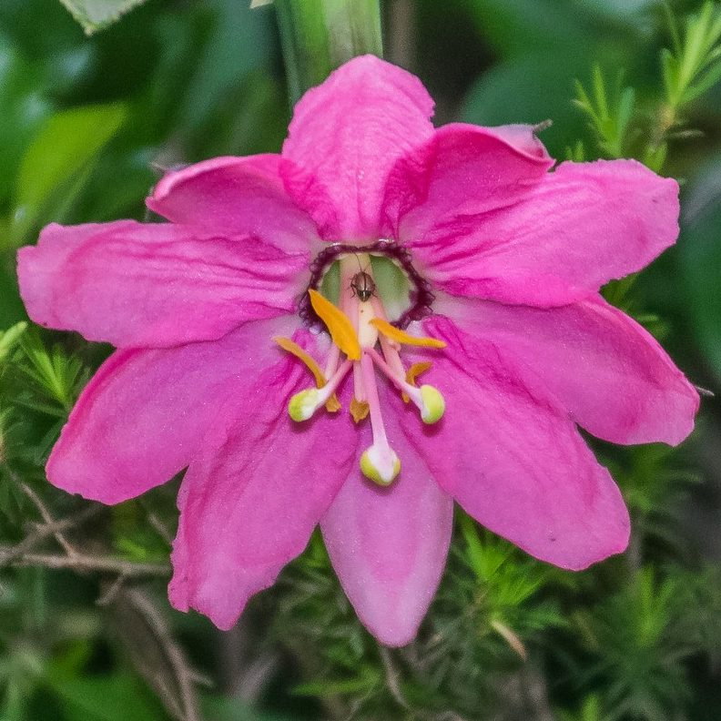 Passiflora Mollissima E1759932372735