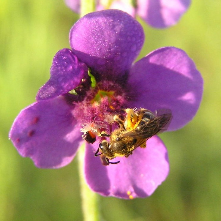 Verbascum Atroviolaceum E1759935952995