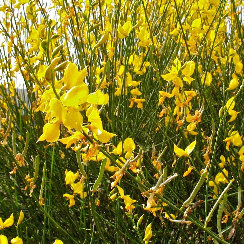 Spartium Junceum E1759935071414