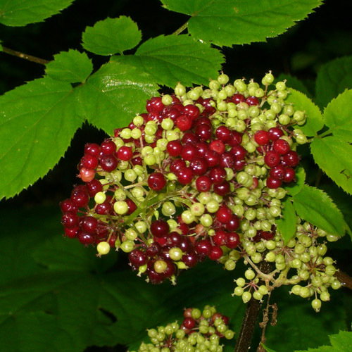 66 Aralia Racemosa