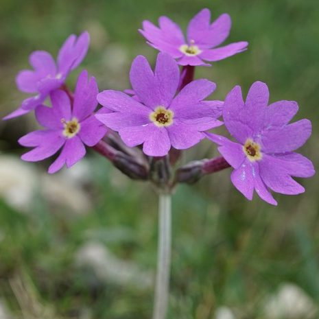 Primula Halleri E1759933025842