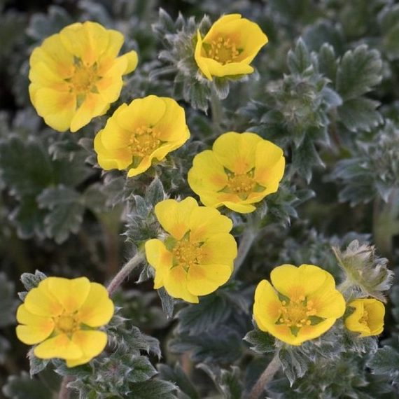 Potentilla Hypartica E1759932704529