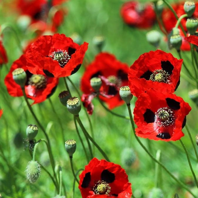 Papaver Commutatum Ladybird E1759932195107