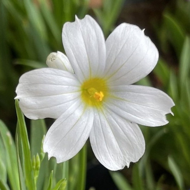 Sisyrinchium Macounii Album E1759935034276