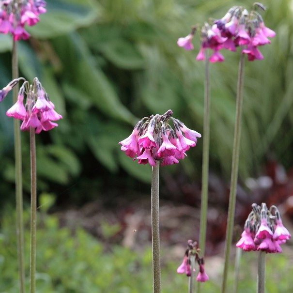 Primula Secundiflora E1759933168832