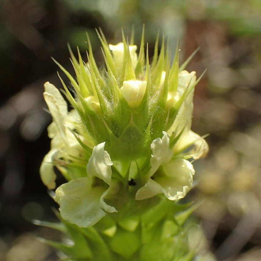 Sideritis Glacialis E1759934907547