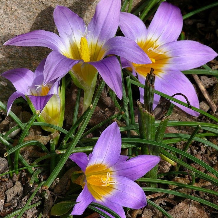 Romulea Bulbicodium E1759933539908