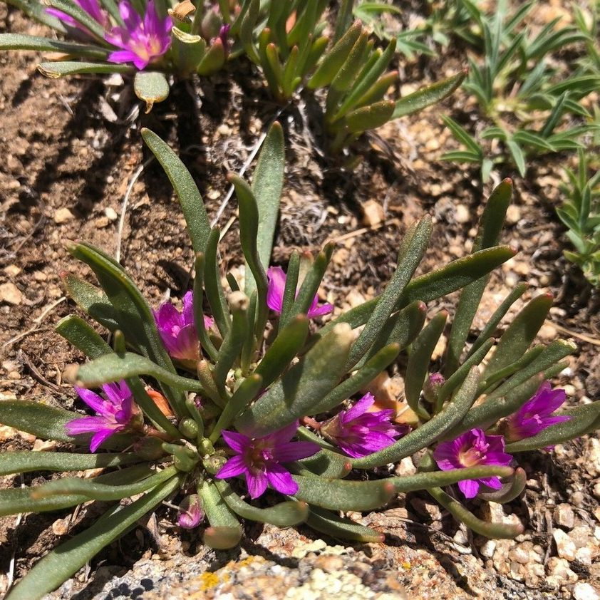 Lewisia Pygmaea E1759929921523