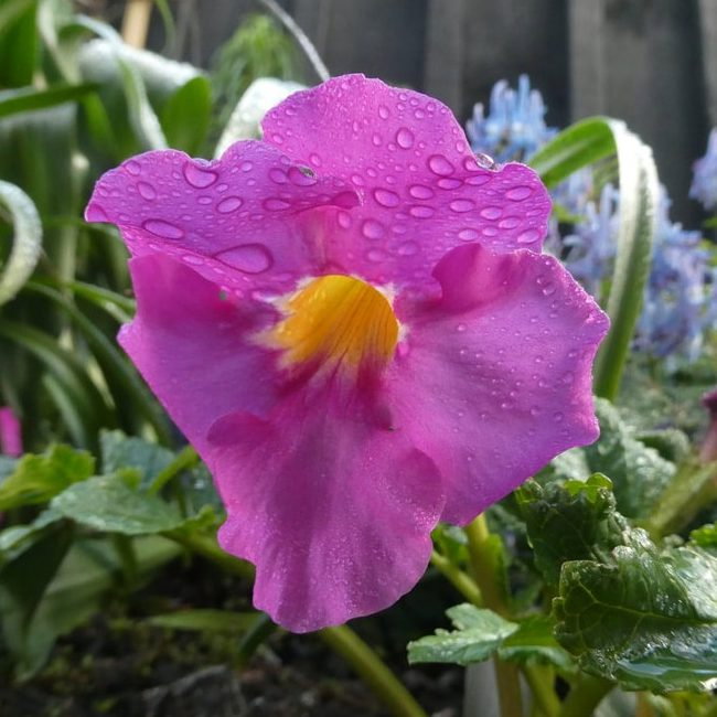 Incarvillea Grandiflora E1759928997394