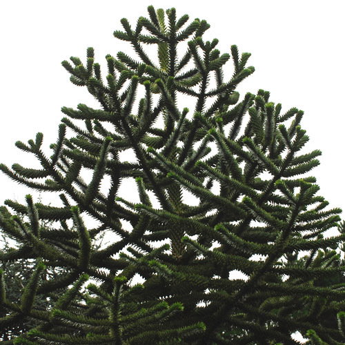 Araucaria Araucana