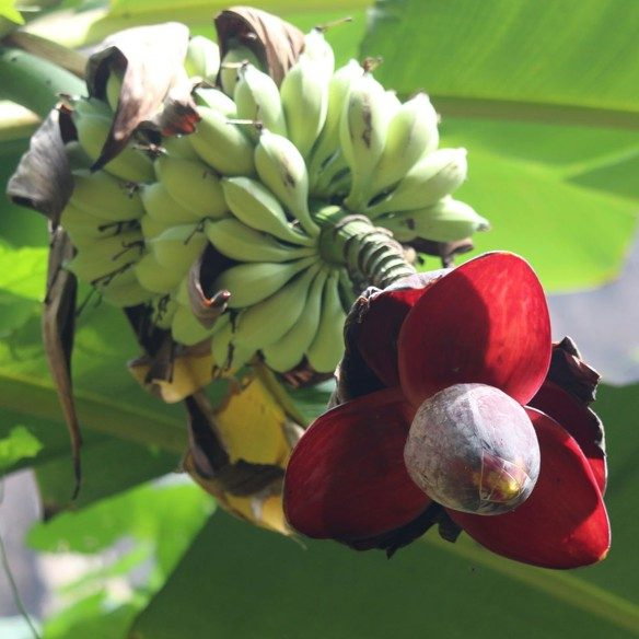 Musa Balbasiniana E1759931577500