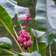 Musa Velutina E1759931782468