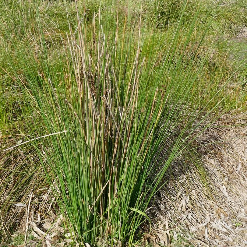 Juncus Pallidus E1759929157372