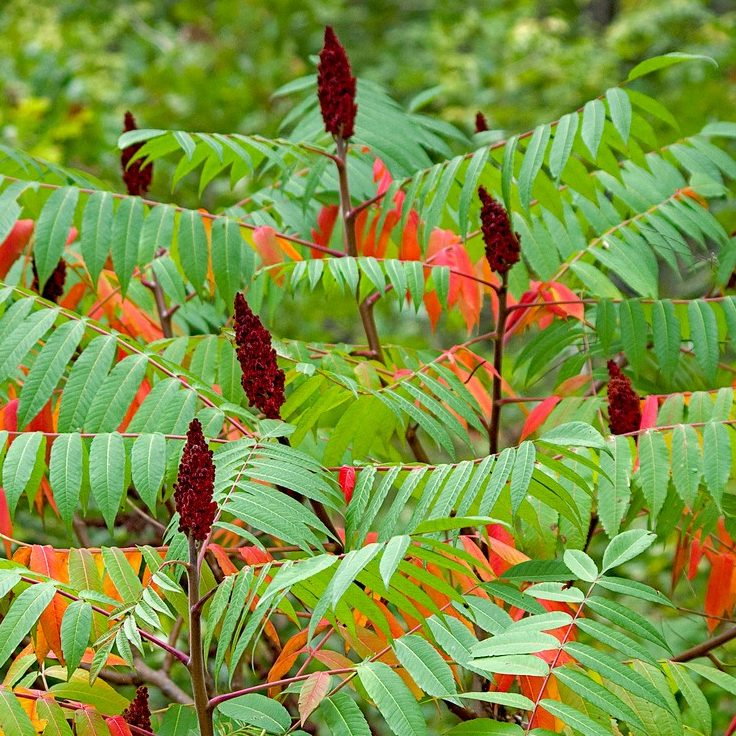 Rhus Typhina E1759933320159